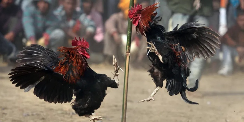 Types of cockfighting that Cockfighting Slotvip offers